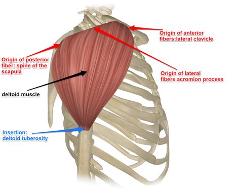 The Deltoid Muscle - Get the Basic Facts About It