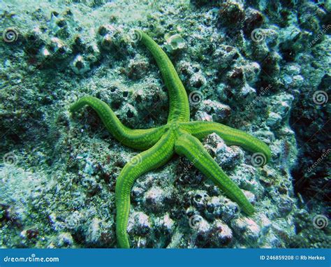 Green Starfish Holding Onto the Rocks Along a Reef in the Galapagos ...