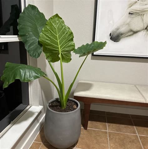 Alocasia Borneo Giant Elephant Ear, Live Tropical Plant Air Purifier - Etsy