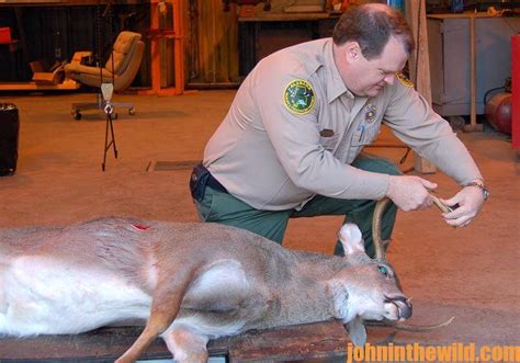 How Eating a Deer with Chronic Wasting Disease (CWD) Affects Humans ...