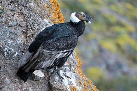 Andean Condor Facts, Range, Habitat, Adaptations, Pictures