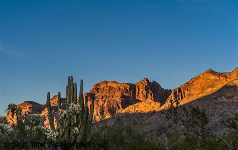 Organ Pipe national monument - Tales from the Backroad