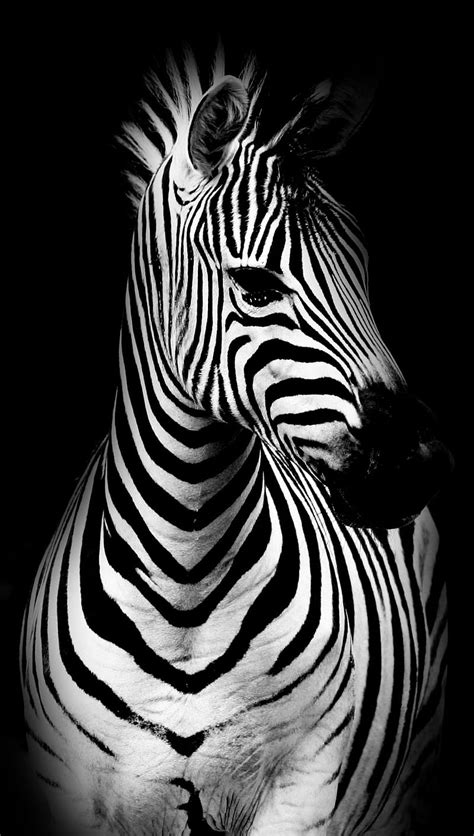 Zebra Wallpaper Hd