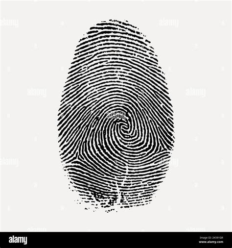 Plain Whorl Fingerprint