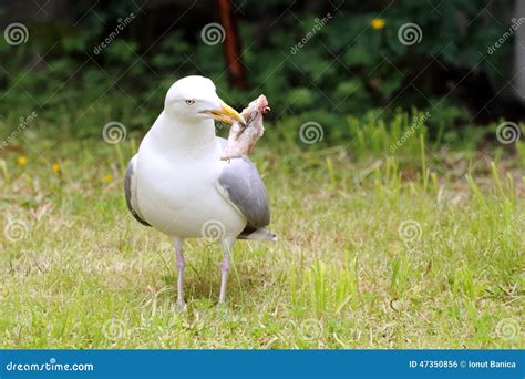 Seagull Eating Fish Stock Photography | CartoonDealer.com #155122850