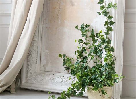 Caring for English ivy | Hedera helix - Houseplant Central