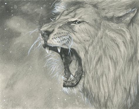 Lion Roaring Drawing