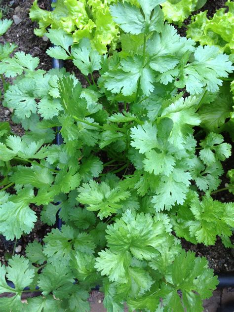 Organic Cilantro Seeds | Nature & Nurture Seeds