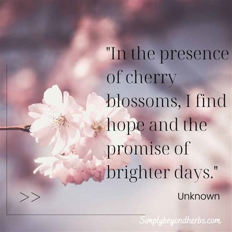 200 Beautiful Cherry Blossom Quotes: Sakura quotes - SimplyBeyondHerbs