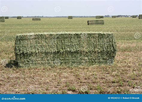 Alfalfa hay bales stock photo. Image of green, bales, horizon - 9924512