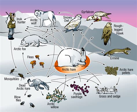 Food Web Interaction and Explanation - Desert Biome