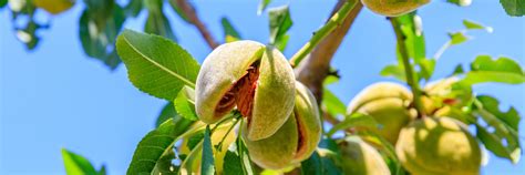 Almond Trees Can Be Tricky To Grow - Here Are Some Important Guidelines | Horticulture Magazine