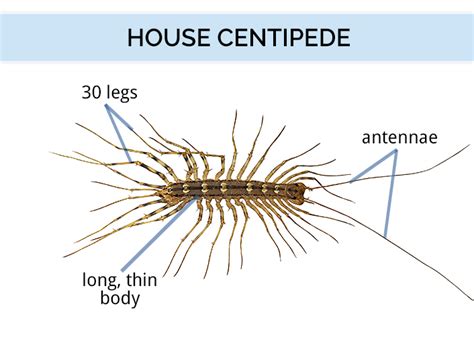 Parts Of A Centipede