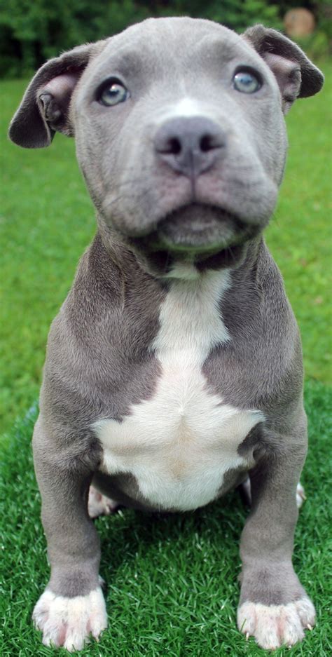 Blue Nose Pitbulls