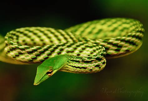 Green Vine Snake, Siri Lanka – J Rand Photography