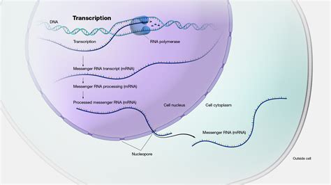 Transcription