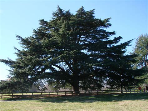 Tree of the Month- Deodar Cedar | Arborscapes - Richmond VA Tree Service