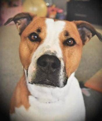 Stunning American Bulldog / Boxer Mix Dog For Adoption in Henderson, CO - Adopt Roxy Today