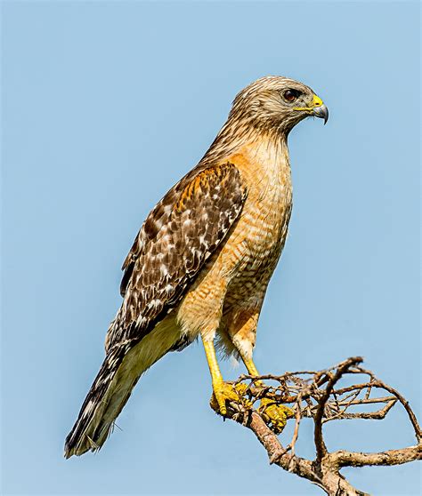 Red-shouldered hawk - Wikipedia