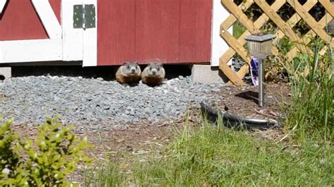 Beginner’s Guide To Groundhogs: Habitat, Diet, Behavior & More