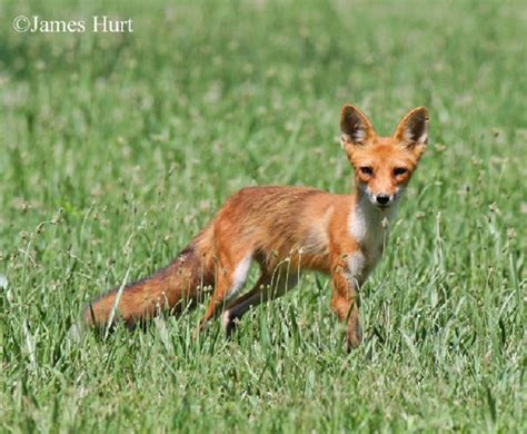 Tennessee Watchable Wildlife | Red Fox (Hunted)