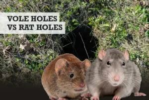 Vole vs Rat Holes: What the Differences Are (w/ Photos)