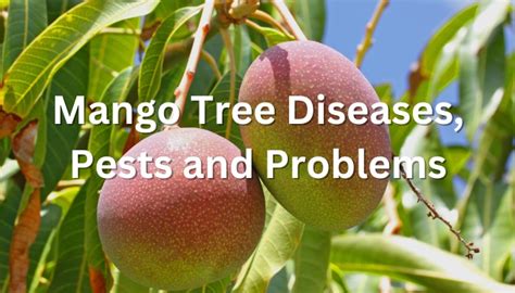 Mango Tree Diseases, Pests and Problems: Top Issues & Fixes