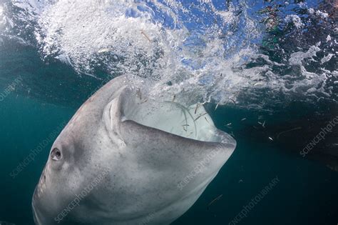 Feeding Whale Shark - Stock Image - C031/8343 - Science Photo Library