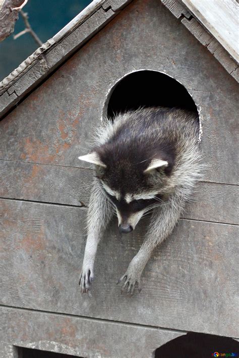 Raccoon in the house free image - № 45405