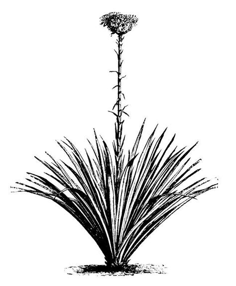 Agave clipart - Clipground