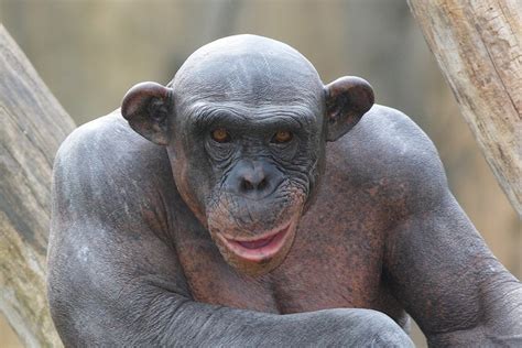 A Hairless Chimp : r/reddit.com