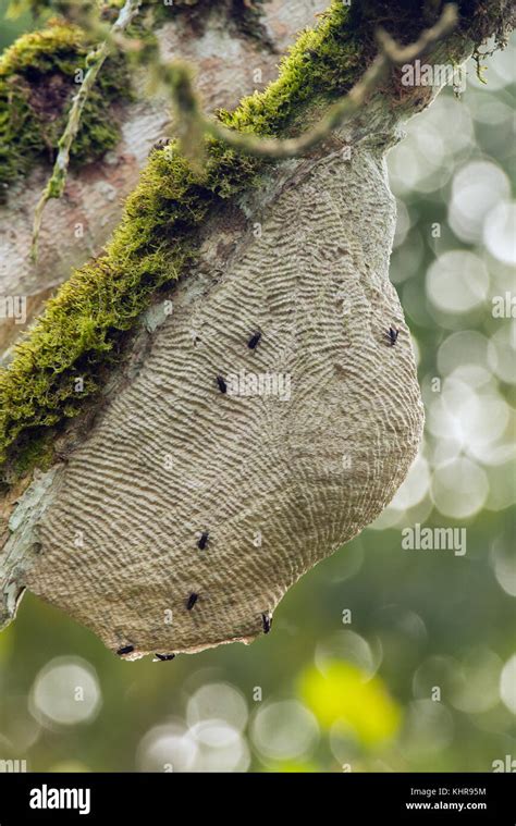 Wasp (Vespidae) nest, Ecuador Stock Photo - Alamy