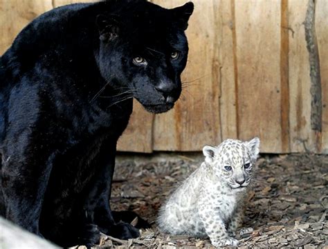 Archivo:Jaguar albino.jpg - Wiki Reino Animalia