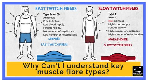 Muscle Fibre Types