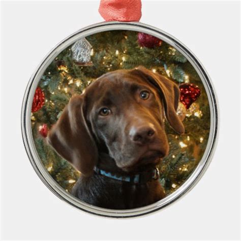 Chocolate Lab Christmas Ornament | Zazzle.com