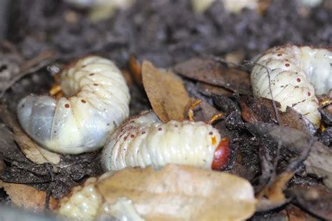 grub-worms - South Austin Irrigation Repair