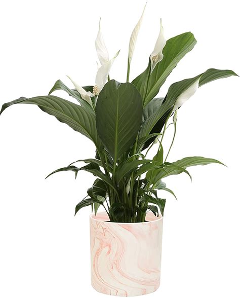 Best Indoor Flower Plants For Beginners | PS Home