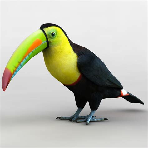 3ds max rainbow billed toucan bird