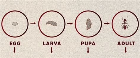 The Life of A Fire Ant Infographic