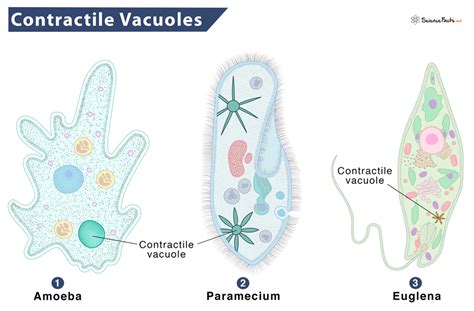 Vacuole Structure