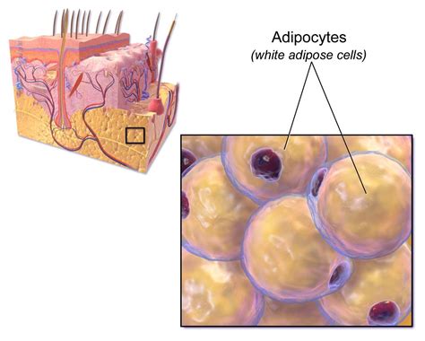 Adipose Tissue: Histology | Concise Medical Knowledge