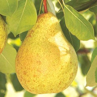 Learn How to Grow Pear Trees | Gurney's Seed and Nursery