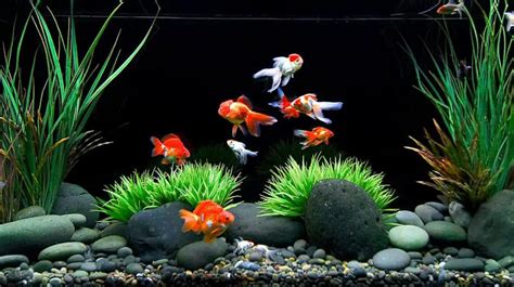 Goldfish Tank Size: What Size Tank Do I Need for Goldfish?