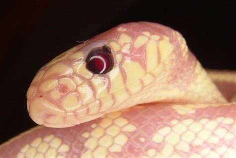 Causes, Prevention, And Treatment Of Snake Mites, Acariasis - Reptiles Magazine