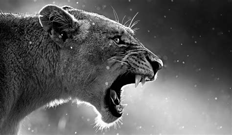 Lion Roaring 4k - Free 4k Wallpapers - 40.000+ Free 4k Wallpapers - Pixel4k