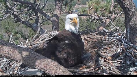 Big Bear Bald Eagle Nest Cam - DSLR Guru