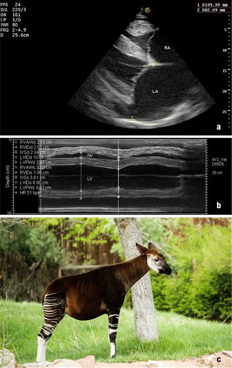 Okapi (Okapia johnstoni) with Peripartum Cardiomyopathy. a... | Download Scientific Diagram