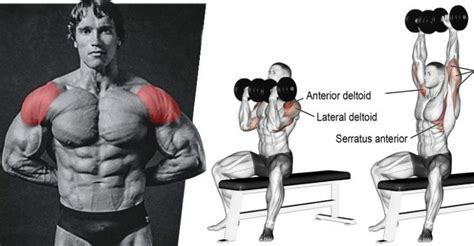 Arnold Press Exercise Guide — How-To, Muscles Worked, Variations, and Benefits