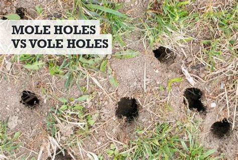 Mole Holes vs Vole Holes: What's the Difference