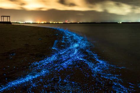 Explore 7 Must-See Bioluminescent Beaches in the World in 2024